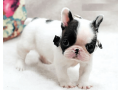 yorkie-poodle-pomeranian-maltese-bulldog-chihuahua-for-sale-small-3