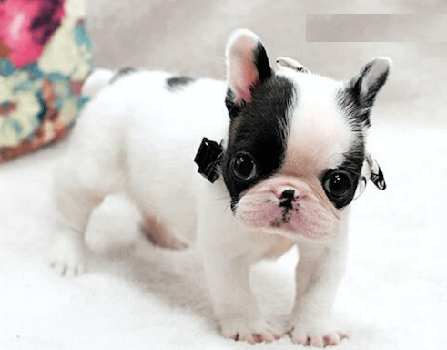 yorkie-poodle-pomeranian-maltese-bulldog-chihuahua-for-sale-big-3